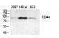 CD44 Polyclonal Antibody